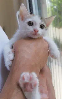 واگذاری بچه گربه