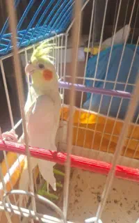 عروس هلندی ماده