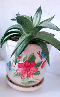 گل‌ هاورتیا