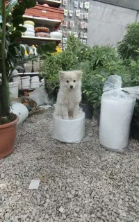 گمشده