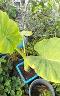 تعدادی گل فروشی به قیمت توافقی
