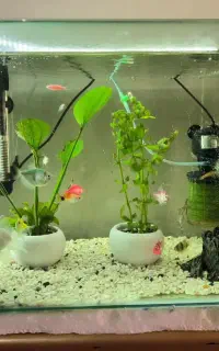 آکواریوم شرکتی