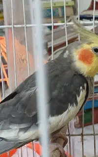 مرغ عشق نر