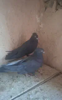 کبوتر اصفهانی مهلقی