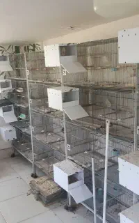 دو دست قفس پرون بازاری