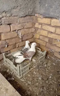 پرنده