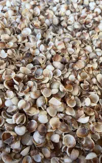 فروش گوش مروارید (صدف )