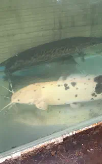 چهار ماهی گوشتخوار