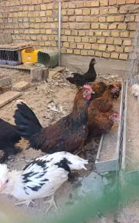 خروس پر پا