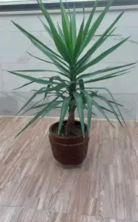 یوکا