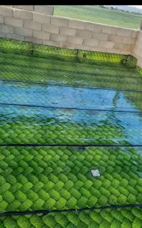 ایزوگام و قیروگونی
