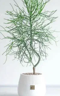 گل افربیا تیروکالی
