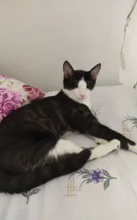 گربه نر ۴ماهه