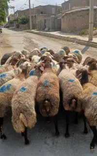 تعداد ۳۷راس گوسفند آبستن سنگین جوان شیره دار