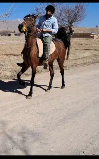 مادیان