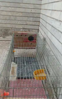قفس پرونده