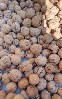 گردو