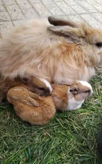 بچه خرگوش لوپ پشمالو اصل