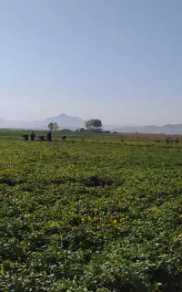 نیازمندکاگر برای لوبیا چیدن