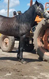 اسب‌کره‌نریان‌سن۴به۵