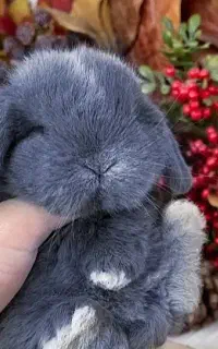 خرگوش واکسیناسیون انگلتراپی لوپ مینی لوپ مینیاتوری