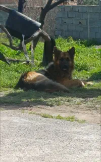 ژرمن شپر شولاین