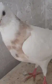 کلفه بیزککیل خال سیاه سرول