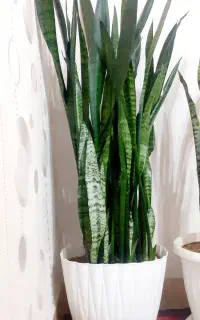 گل شمشیری