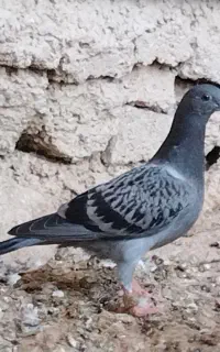 جوجه شوریستر