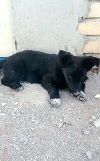 سلام سگ رژمن 2 ماه ای ماده است