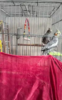 عروس هلندی نروماده
