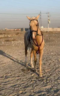 اسب