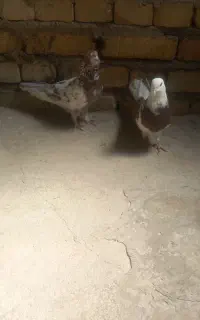 کبوتر فروش