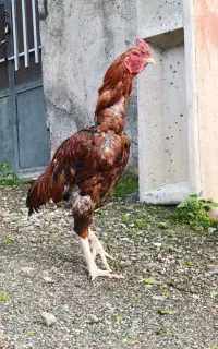 خروس لاری