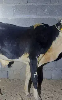 گوساله نر مخصوص پروار