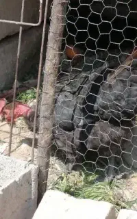 مرغ تخمگذار