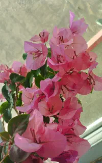 گل و گیاهان جذاب آپارتمانی
