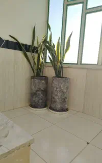 گل سانسوریا