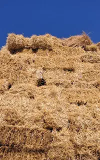 علوفه باغ