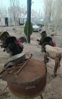 بوقلمون و مرغ و خروس