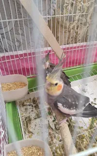 عروس هلندی گمشده