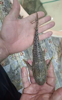 فروش لجن خوار و اسکار