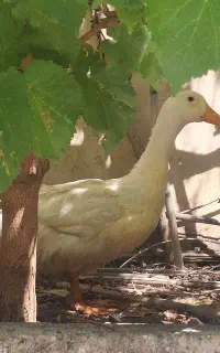 اردک ،مرغابی