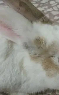 خرگوش فول دستی