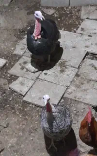 سلام فروش دوتا بوقلمون نروماده و دوتا خروس ۹۵۰۰