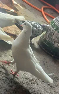 کبوتر