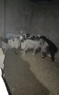 فروش چند عدد بر ماده