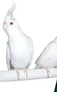 هر کی عروس هلندی گم کرده تماس بگیره