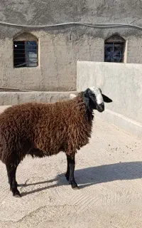 بره قوچ هیولای شال