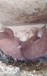 کفتر جوانه‌سرخ